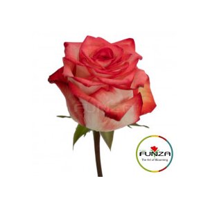Роза Blush