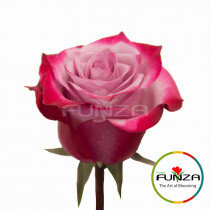 Роза Deep Purple