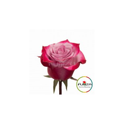 Роза Deep Purple