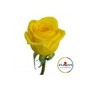 Роза Gold Strike