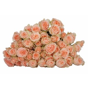 Роза кустовая 4 Good Weddings