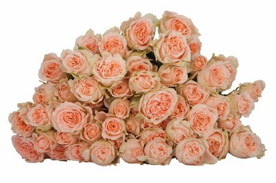 Роза кустовая 4 Good Weddings