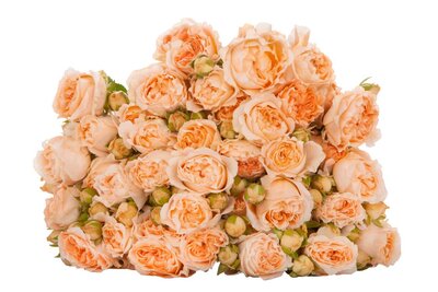 Роза кустовая Apricot Lace