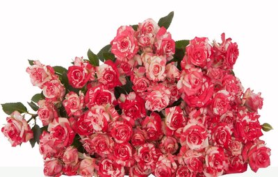 Роза кустовая Fireworks