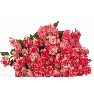 Роза кустовая Fireworks