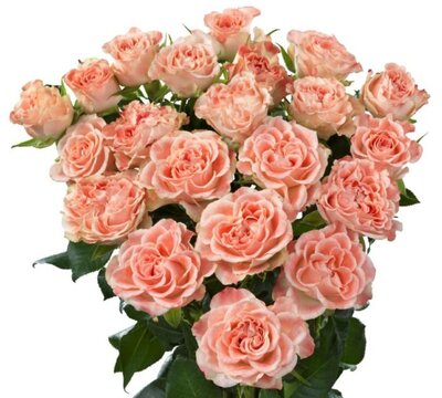 Роза кустовая Fair Flow