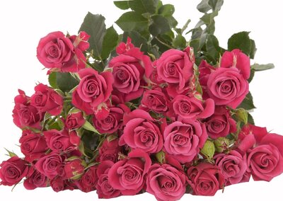 Роза кустовая Glorious