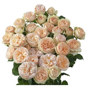Роза кустовая Gentle