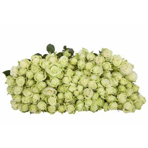 Роза кустовая Green Glow