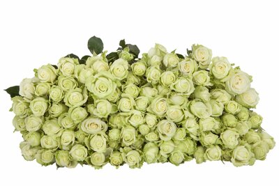 Роза кустовая Green Glow
