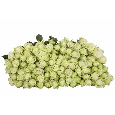 Роза кустовая Green Glow