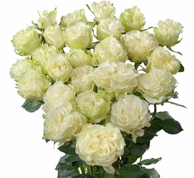 Роза кустовая Ice Flow