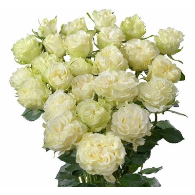 Роза кустовая Ice Flow