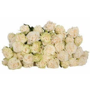 Роза кустовая Ivory Flow