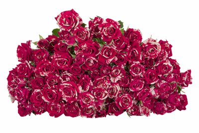 Роза кустовая Merlin