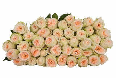 Роза кустовая Pavlova