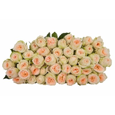 Роза кустовая Pavlova