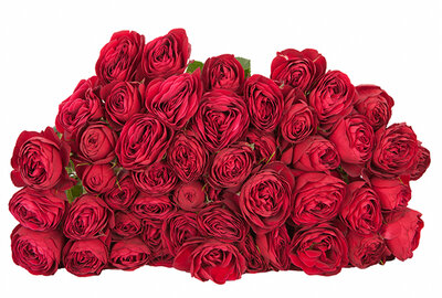 Роза кустовая Red Lace