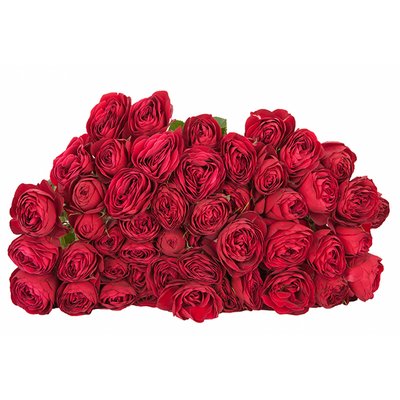 Роза кустовая Red Lace