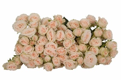 Роза кустовая Roslin