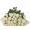 Роза кустовая Shivani