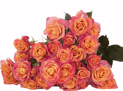 Роза кустовая Sonora