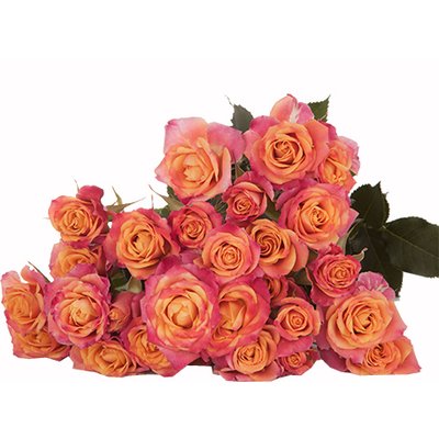 Роза кустовая Sonora