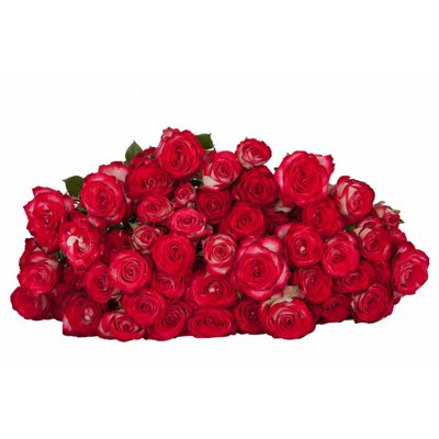 Роза кустовая Sedna
