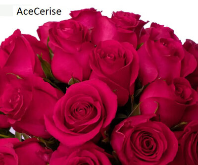 Роза одноголовая Ace Cerise 