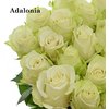 Роза одноголовая Adalonia 