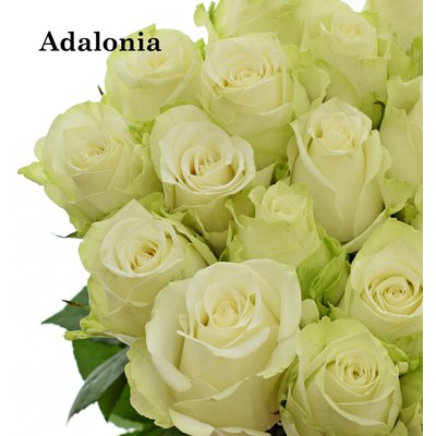 Роза одноголовая Adalonia 