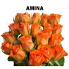 Роза одноголовая Amina 