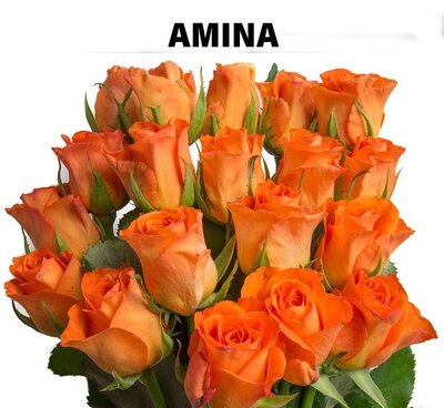 Роза одноголовая Amina 