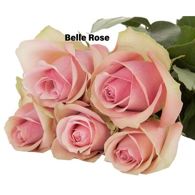 Роза одноголовая Belle Rose 