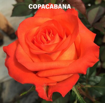 Роза одноголовая Copacabana 