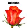 Роза одноголовая Juliskha 