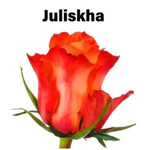 Роза одноголовая Juliskha 