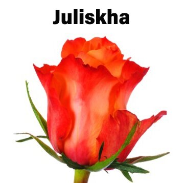 Роза одноголовая Juliskha 