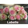 Роза одноголовая Labelle 
