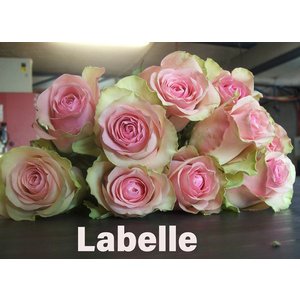 Роза одноголовая Labelle 