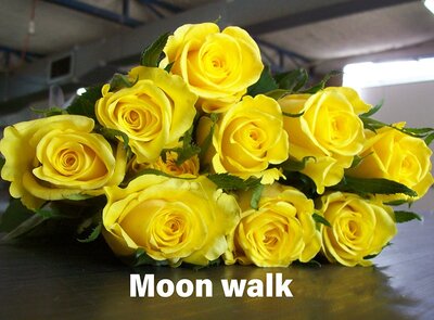 Роза одноголовая Moon Walk 