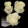 Роза одноголовая Pegasso 