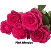 Роза одноголовая Pink Rhodos 