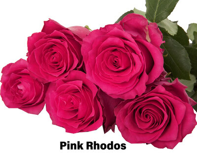 Роза одноголовая Pink Rhodos 
