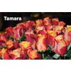 Роза одноголовая Tamara 