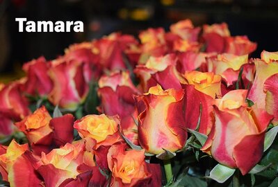 Роза одноголовая Tamara 