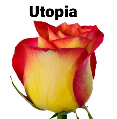 Роза одноголовая Utopia 