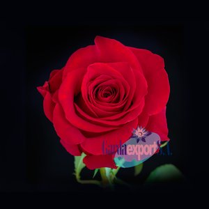 Роза Freedom (Эквадор)