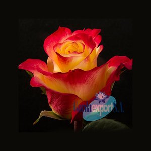 Роза Hot Merengue