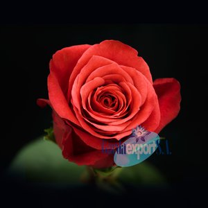 Роза Nina (Эквадор)